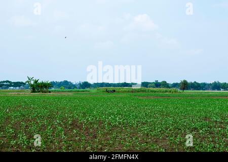 Very beautiful jute field in Bangladesh Stock Photo