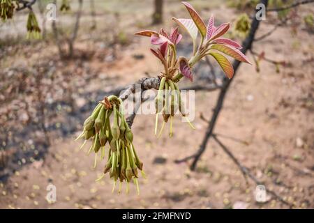 madhuca Longifolia flower bud in the tree branches wild natural foods. Stock Photo