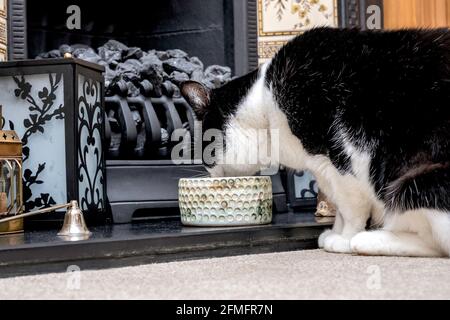 Cat drinking the water bowl in living room Stock Photo