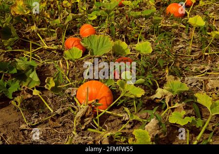 Autumn harvest on homestead. Small orange pumpkins lie on the ground. The concept of economy out of town, selective focus Stock Photo