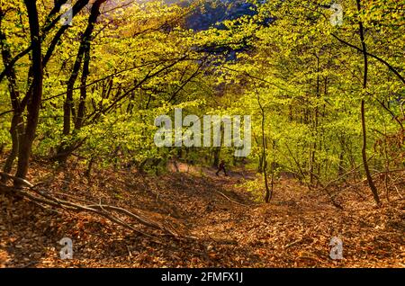 A trekker hikes up a woodland trail of Tampa Hill in Brasov, Romania - Photo: Geopix Stock Photo