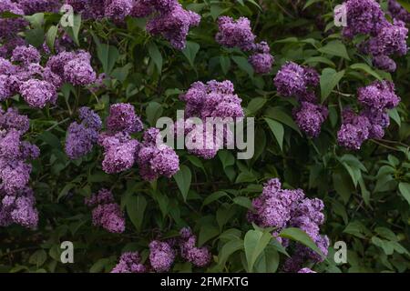 Colorful purple Lilacs blossoms with green leaves. Floral pattern. Lilac background texture. Lilac wallpaper Stock Photo
