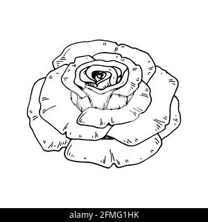 Hand drawn rose flower isolated on white. Vector illustration in sketch style Stock Vector