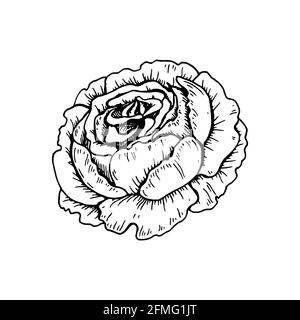 Hand drawn pion flower isolated on white. Vector illustration in sketch style Stock Vector