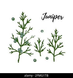 Set of hand drawn green juniper branch with berries isolated on white background. Vector illustration in sketch style Stock Vector