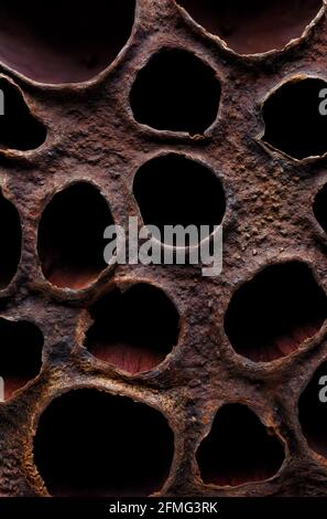 Backgrounds and textures: surface of dried lotus seed box, macro shot, abstract organic pattern Stock Photo