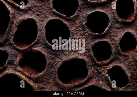 Backgrounds and textures: surface of dried lotus seed box, macro shot, abstract organic pattern Stock Photo