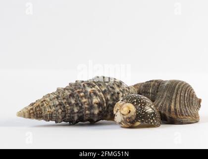 Seashell isolated on white background Stock Photo