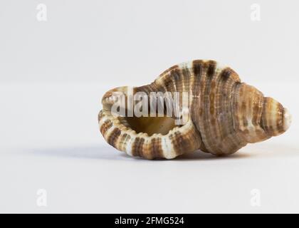 Seashell isolated on white background Stock Photo