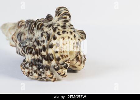 Seashell isolated on white background Stock Photo