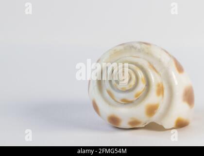 Seashell isolated on white background Stock Photo