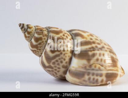 Seashell isolated on white background Stock Photo