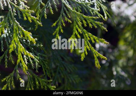 New spring growth on a Mediterranean cypress (Cupressus sempervirens) in Pontypool, Wales, UK Stock Photo