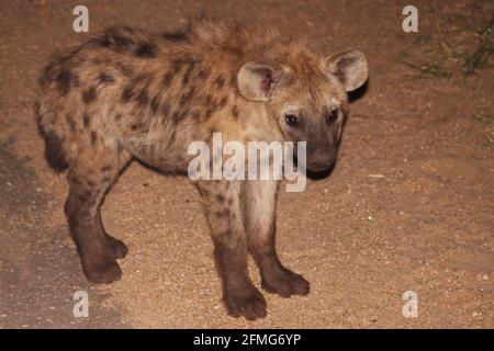 Spotted Hyena cub (Crocuta crocuta), also known as the laughing hyena, photo taken during a night game drive, Kruger National Park, South Africa