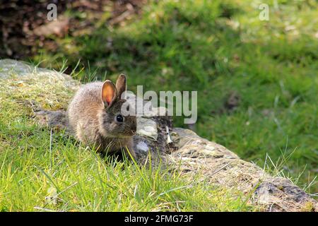 A young European rabbit (Oryctolagus cuniculus) in the wild in Pontypool, Torfaen, Wales, UK Stock Photo