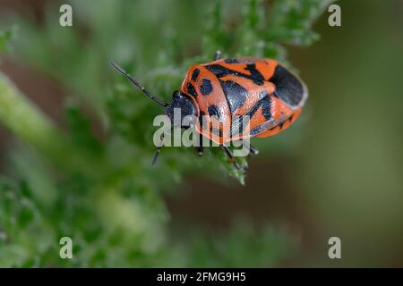 Shield bug (Eurydema ornata) on a leaf Stock Photo