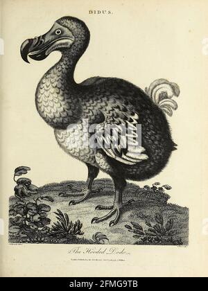 dodo extinct bird from mauritius island Stock Photo - Alamy