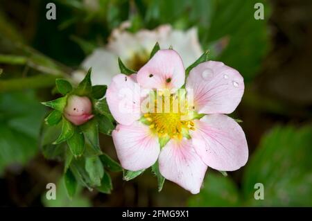 Close-up of the pink flower of a Strawberry, some waterdrops on a petal Stock Photo