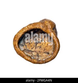 An antique petrified conch shell Stock Photo - Alamy