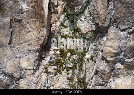 Richly structured rock surface with some moss - detail view of the vertical wall of the Bornstein, which is part of the Bruchhauser Steine Stock Photo