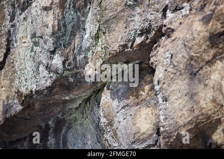 Richly structured rock surface of a vertical rock face with a small overhang - detail view of the Bornstein, which is part of the Bruchhauser Steine Stock Photo