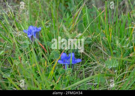 Seven-lobed gentian (Crested Gentian, Gentiana septemfida var. lagodechiana) on alpine meadows, Elbrus, Caucasus. 2500 a.s.l. Stock Photo