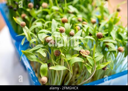 Healthy food, young sprouts plants of green coriander herb ready for consumption Stock Photo