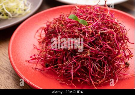 Healthy food, young sprouts plants of red beet ready for consumption Stock Photo