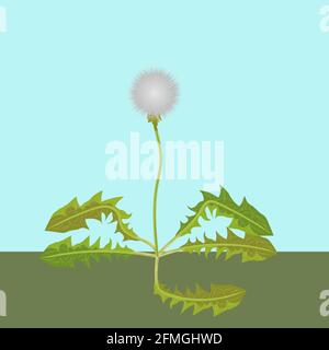 Vector fluffy white dandelion with hand drawn its green leaves on blue sky background and green surface around. Vector illustration of white dandelion Stock Vector