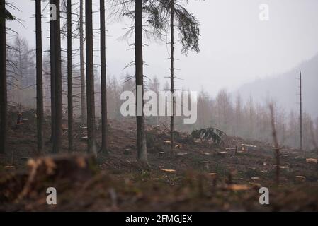 Forest edge and area with felled spruces (forest damage) as well as forested mountains in the background, taken during drizzle. Stock Photo