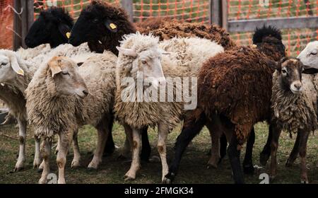 Flock of domestic purebred white and black sheep graze in paddock in countryside on farm. Horizontal long banner with sheep and rams. Grazing of domes Stock Photo