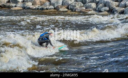 Fort Collins, CO, USA - May 7, 2021: Paddleboard paddling is surfing a wave in the Poudre River Whitewater Park.