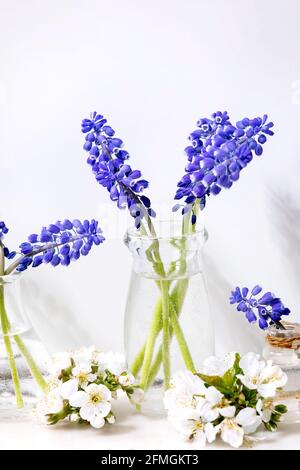 Tender blue muscari flowers in glass jugs Stock Photo
