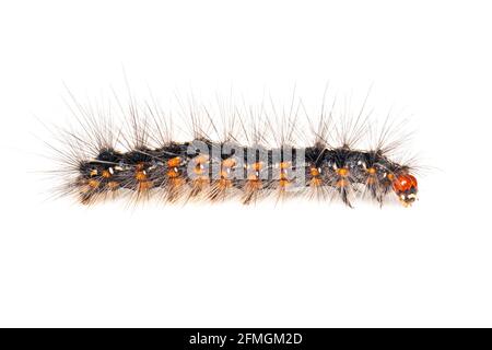 Image of hairy caterpillar isolated on white background. Insect. Worm. Animal. Stock Photo