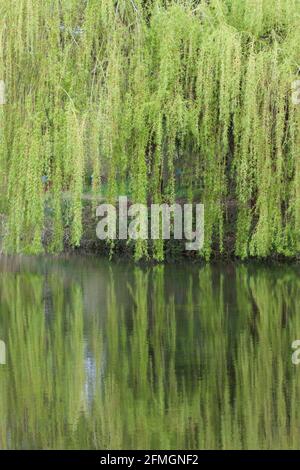 A reflection of the weeping willow tree in the water Stock Photo