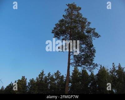 a lonely pine tree overlooking a forest against the sky Stock Photo
