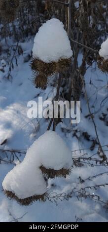 snow-covered burdocks in the winter forest Stock Photo