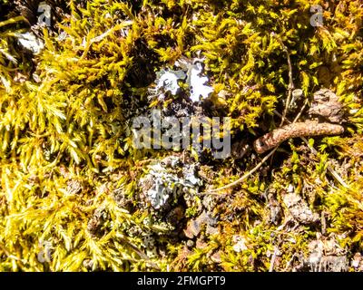 A closeup of lichen growing on a tree stump in a forest Stock Photo