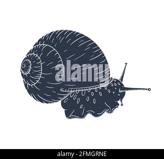 Grape snail detailed silhouette. Realistic Slug black and white sketch. Engraved animal for label, logo, cosmetic cream Stock Vector