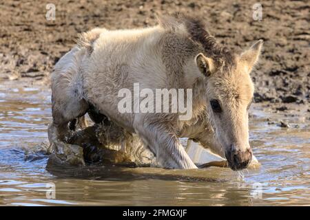 Dülmen, NRW, Germany. 09th May, 2021. A foal takes a dip in the water. The herd of Dülmen wild ponies (also called the Dülmener) cool down on the hottest day of the year so far, with temperatures reaching 29 degrees in the area. The breed is classified as gravely endangered. A herd of over 300 lives in semi feral conditions in an area of about 3.5 km2 in the 'Merfelder Bruch' ocuntryside, near the small town of Dülmen. They are mostly left to find their own food and shelter, promoting strength of the breed. Credit: Imageplotter/Alamy Live News Stock Photo