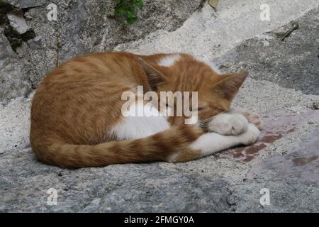 Tabby cat sleeping in the sun Stock Photo