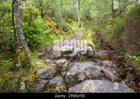 A spring 3 shot HDR image of thick Beinn Eighe National Nature Reserve forest along one of it's many trails, Wester Ross, Scotland. 19 May 2014 Stock Photo