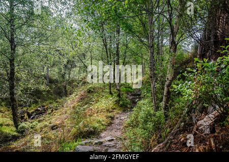 A spring 3 shot HDR image of thick Beinn Eighe National Nature Reserve forest along one of it's many trails, Wester Ross, Scotland. 19 May 2014 Stock Photo