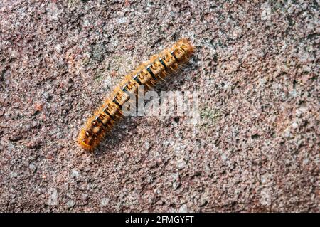 A spring 3 shot HDR close up image of the Fox Moth Caterpillar, Macrothylacia rubi, on a rock, Gruinard Bay, Ross and Cromarty, Scotland. 20 May 2014 Stock Photo