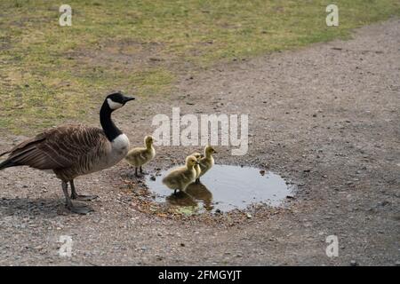 ducks and ducklings, Walthamstow Wetlands, London Stock Photo