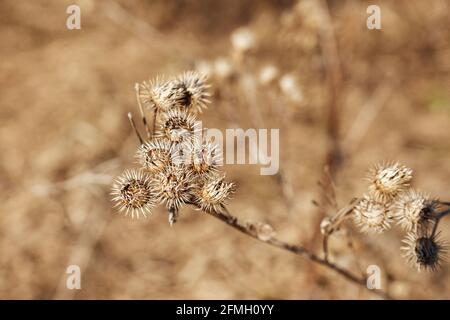 Dry burdock flower close up. Selective focus. greater burdock Stock Photo