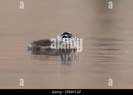 A young Great crested grebe (Podiceps cristatus) swims around.  Photographed in the Netherlands. Stock Photo