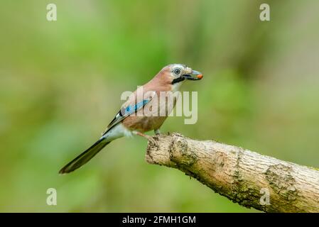 Eurasian Jay in Springtime.  Scientific name: Garrulus Glandarius.  Colourful Jay with peanut in its beak.  Facing right and perched on branch.  Clean Stock Photo