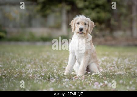 Puppy sitting in amongst fallen blossom Stock Photo
