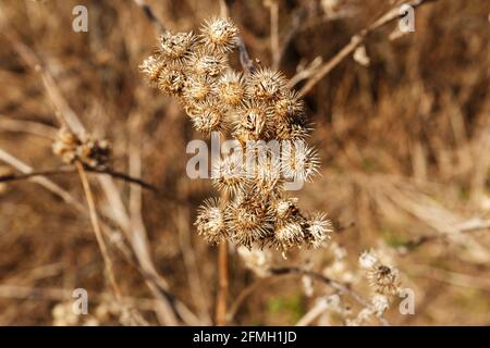 Dry burdock flower close up. Selective focus. Dry greater burdock Stock Photo
